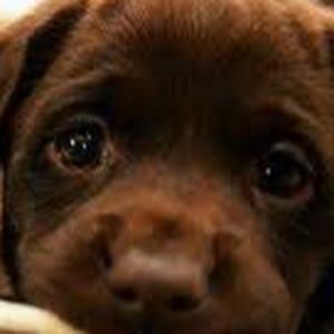 Meet your Posher, Zoe